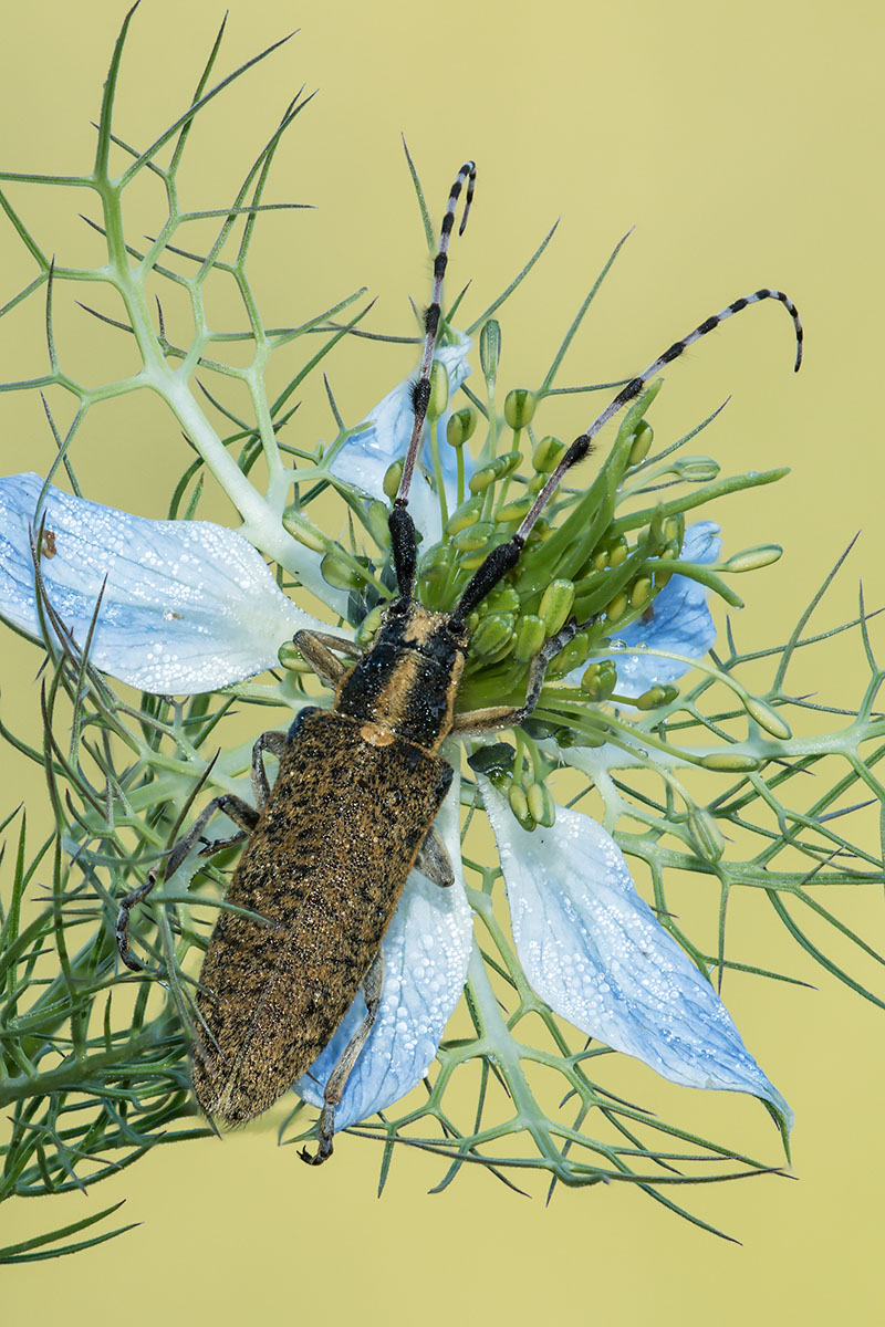 Cerambycidae: Agapanthia sicula malmerendi, femmina